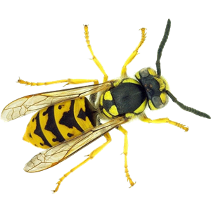 Wasp PNG-74579